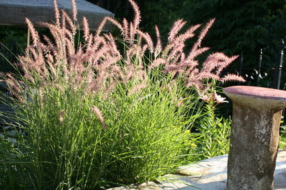 Pennisetum orientale "Karley Rose" - Gradina Noastra