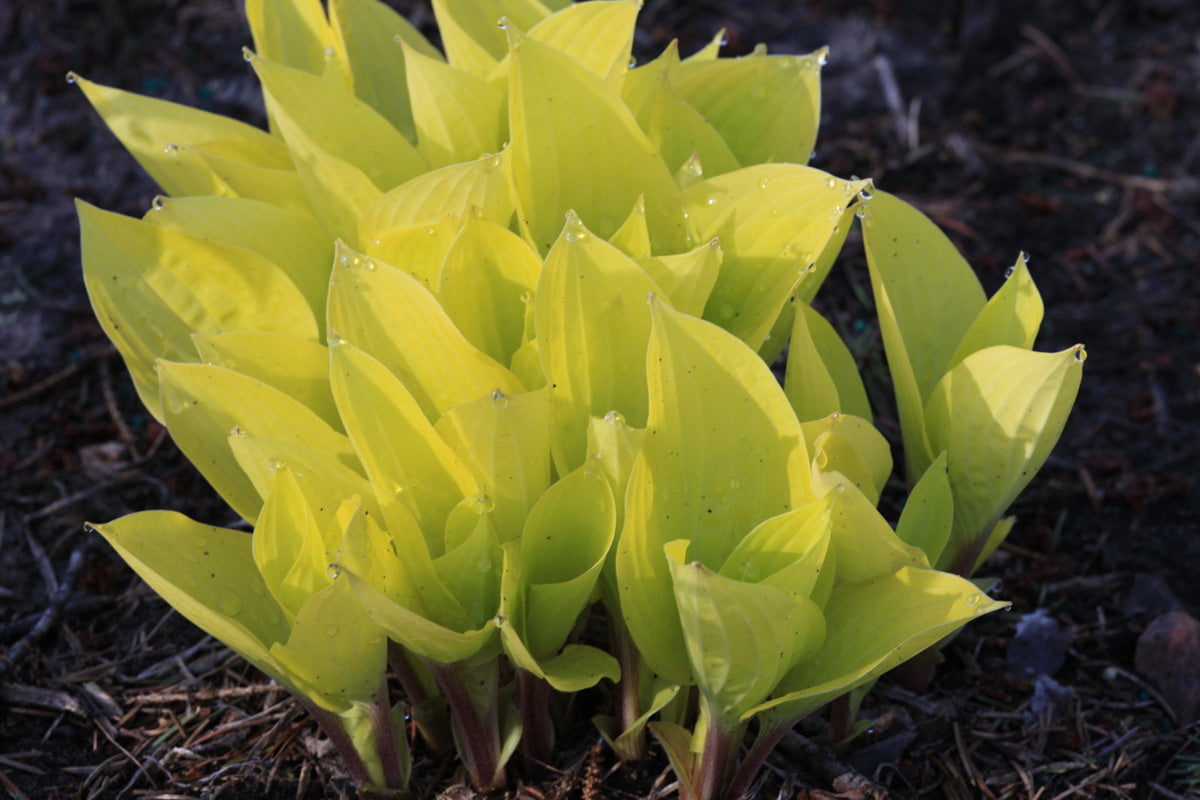 Hosta "Fire Island"