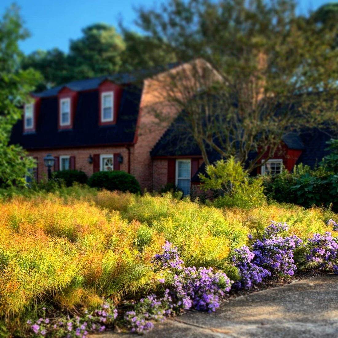 Amsonia hubrichtii 0.10 - 0.20 m în grădină lângă casă, plantă perenă cu flori violet.