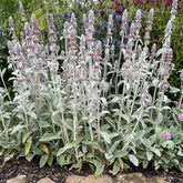 Stachys byzantina - Gradina Noastra
