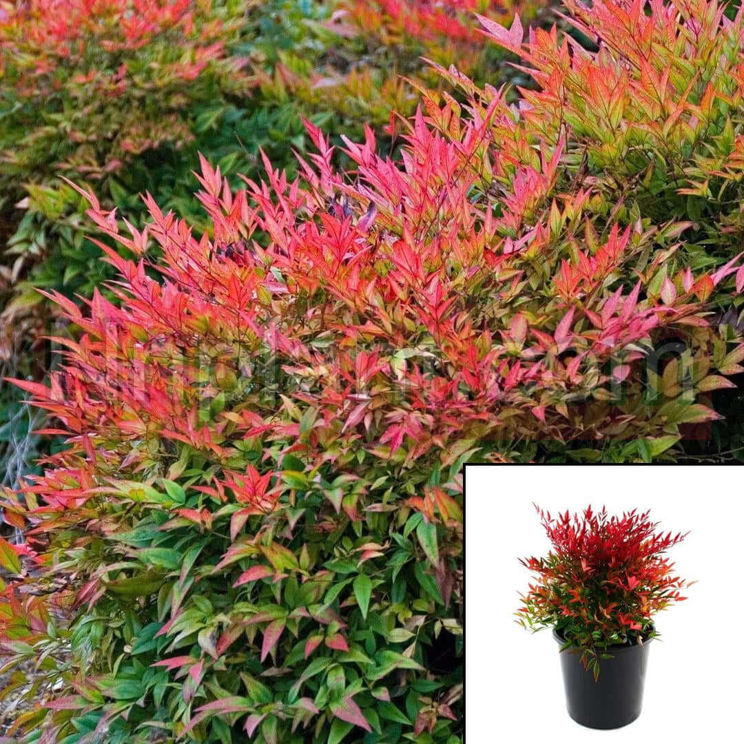 Bambus sfant " Moon Bay" 0.20 - 0.40 m / Nandina domestica "Moon Bay"/ - Gradina Noastra