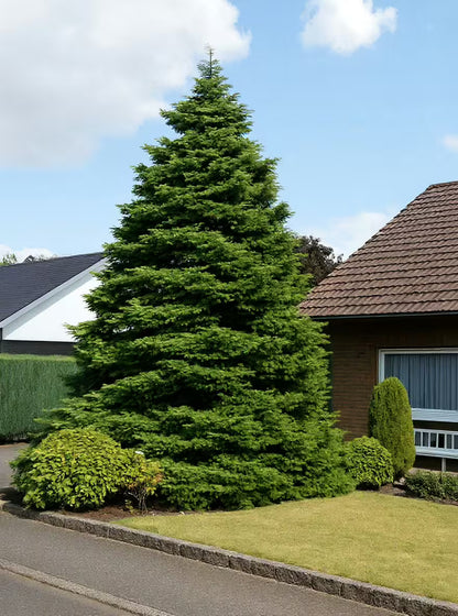 Brad coreean / Abies koreana /