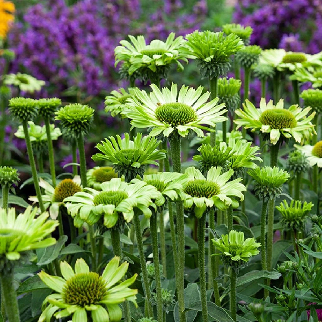 Echinacea purpurea &