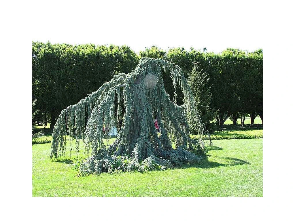 Cedru argintiu curgator / Cedrus atlantica "Glauca Pendula" /