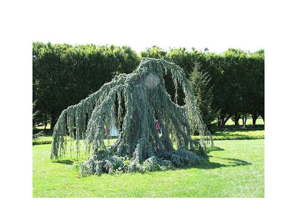 Cedru argintiu curgator / Cedrus atlantica "Glauca Pendula" /