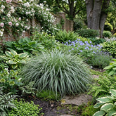 Carex morrowii "Everest" - Gradina Noastra