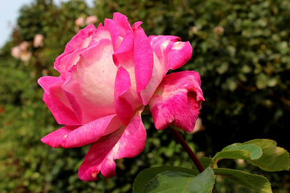 Trandafir teahibrid "Rose Gaujard" – / Rosa HT "Rose Gaujard"/