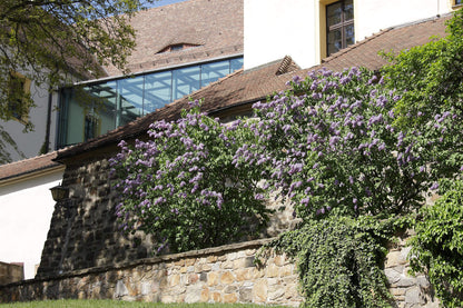 Liliac "Michel Buchner" / Syringa vulgaris "Michel Buchner" /