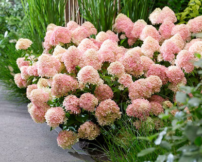 Hortensia paniculata Living Creation Mix/Buc / Hydrangea paniculata Living Creation Mix/