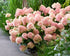 Hortensia paniculata Living Creation Mix/Buc / Hydrangea paniculata Living Creation Mix/ - Gradina Noastra
