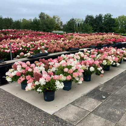Hortensia paniculata acoperitoare de sol "Groundbreaker Blush" /Hydrangea paniculata ‘Groundbreaker Blush’/