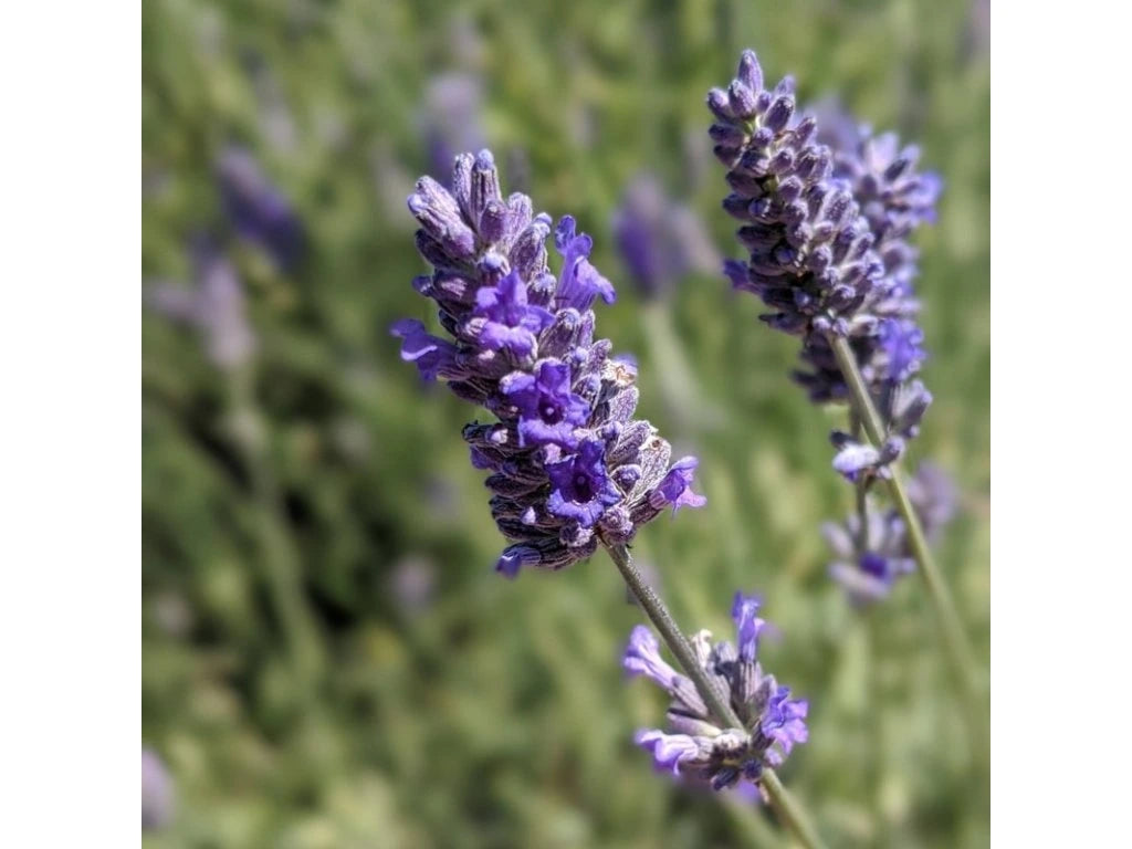 Lavanda "Platinum Blonde" / Lavandula angustifolia "Platinum Blonde"/