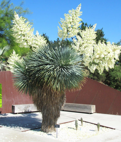 Yucca rostrata / Yucca rostrata/