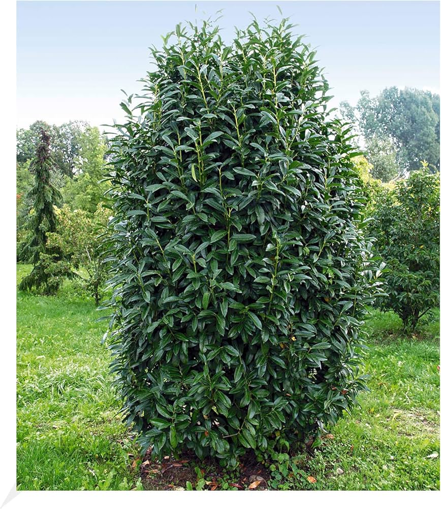 Laur englezesc "Novita" tufa / Prunus laurocerasus" Novita"/