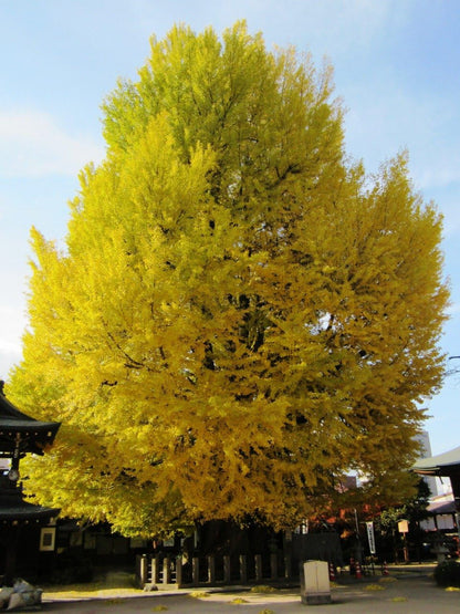 Arborele pagodelor / Ginko biloba  /