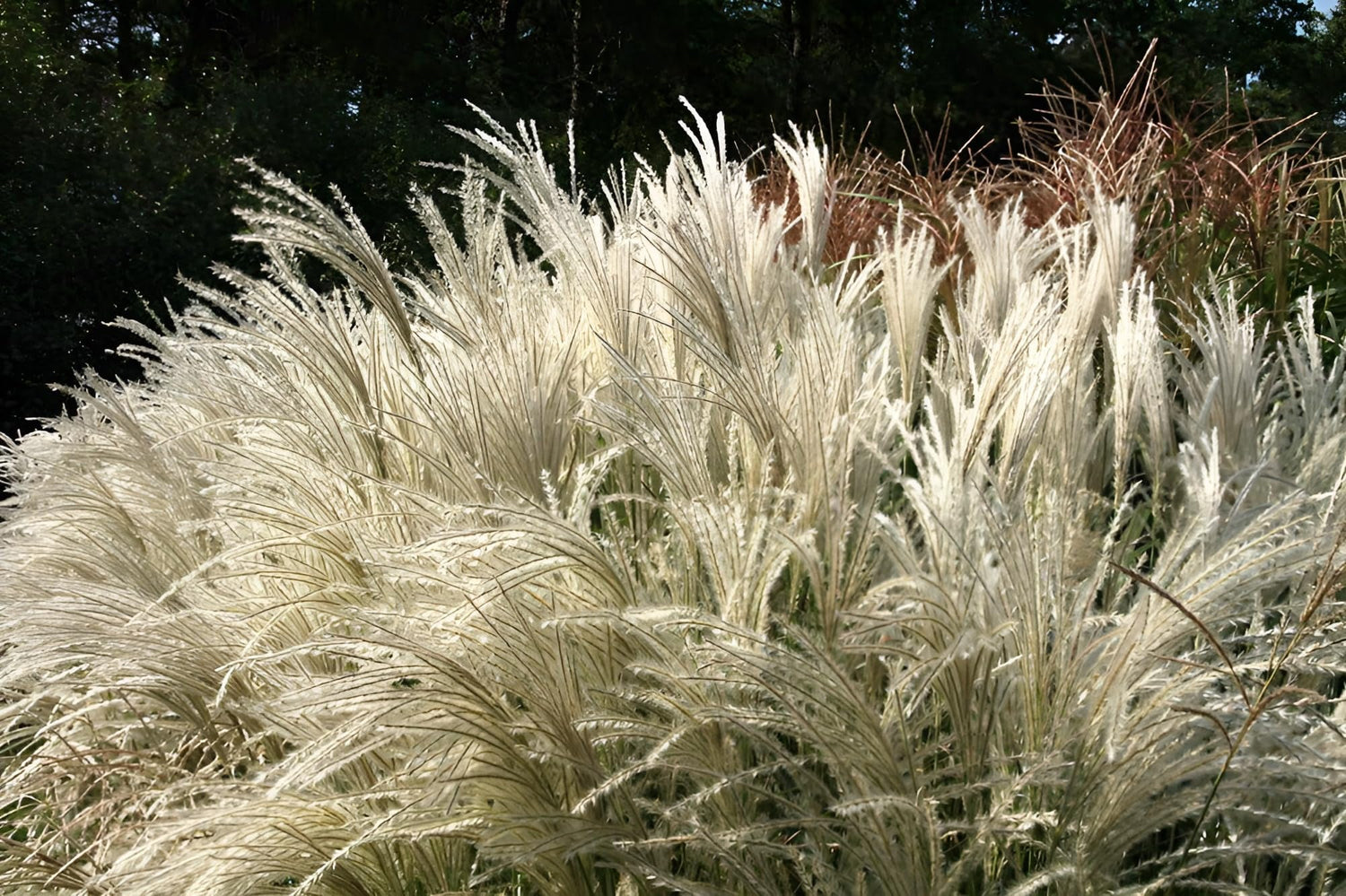 Iarba elefantului "Kleine Fontaine" / Miscanthus sinensis "Kleine Fontaine" / - Gradina Noastra