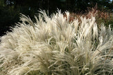 Iarba elefantului "Kleine Fontaine" / Miscanthus sinensis "Kleine Fontaine" / - Gradina Noastra