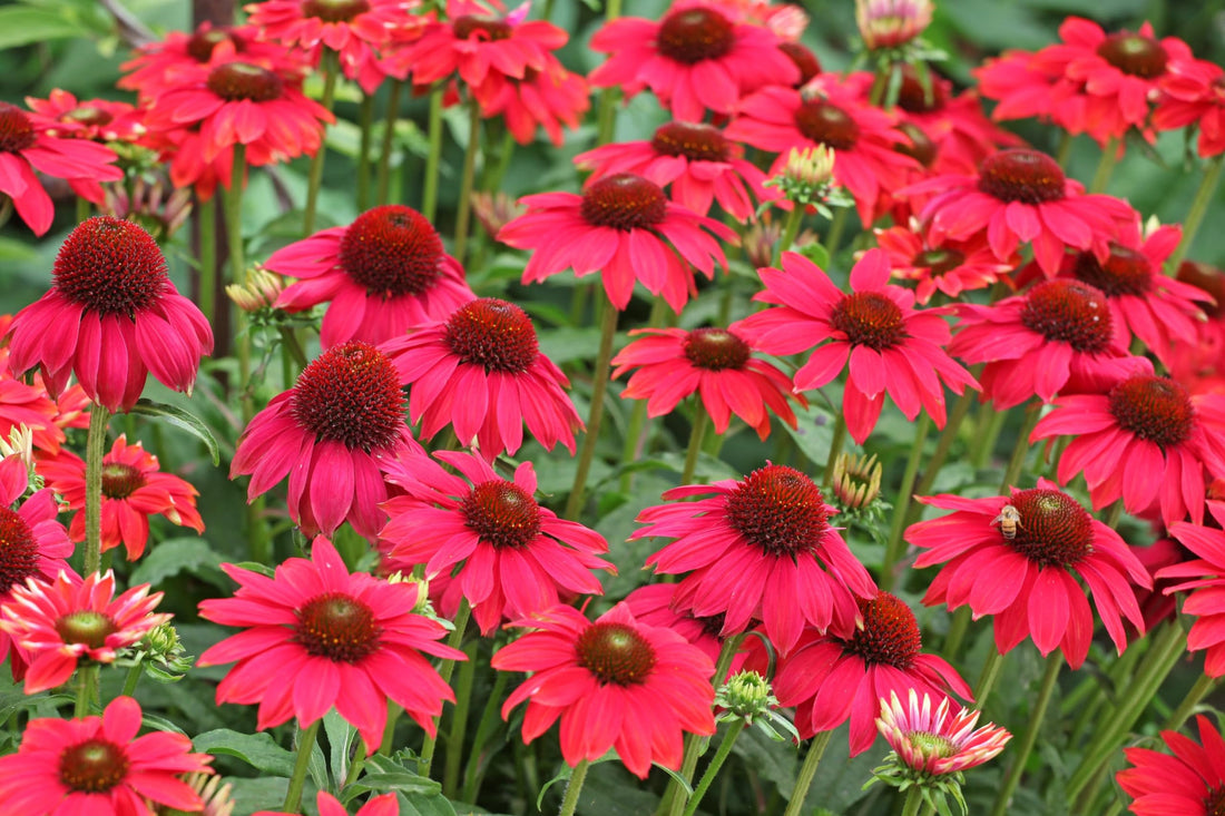 Echinacea purpurea &