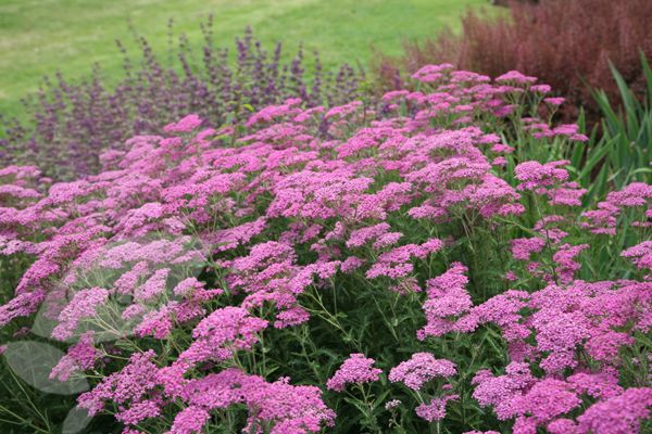 Achillea millefolium "Lilac Beauty" 0.10 - 0.20 m by Gradina Noastra