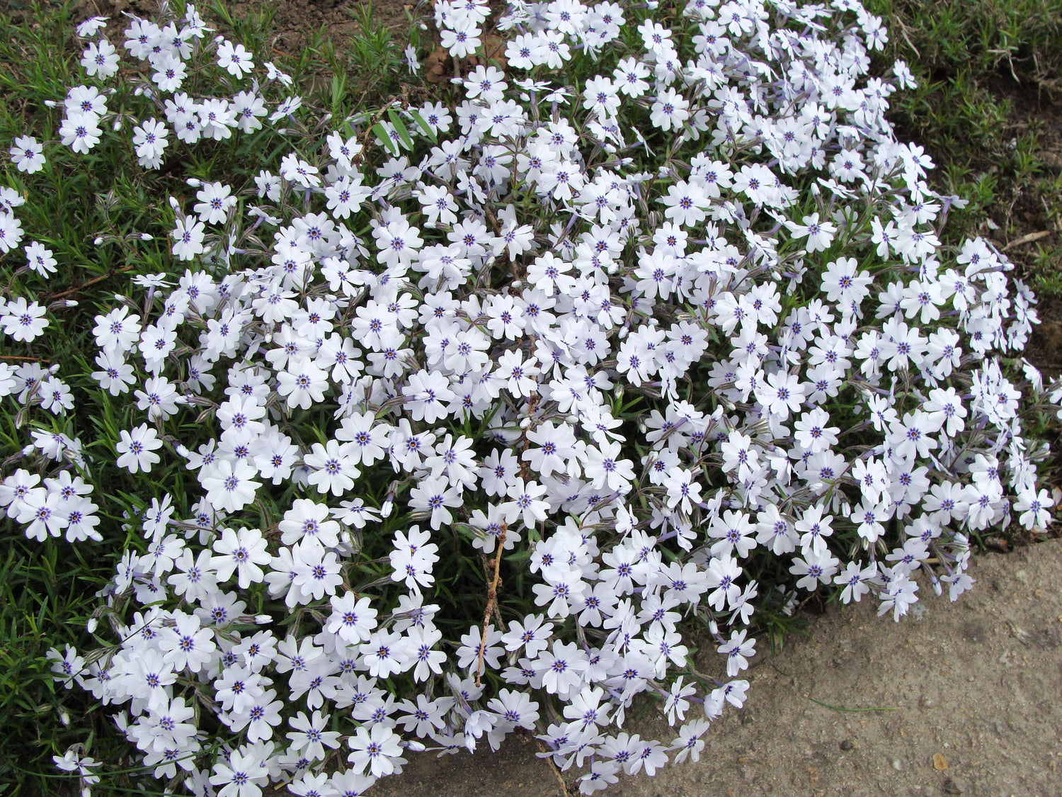Phlox 3 culori / Phlox Subulata "Bavaria, Benita, G.F. Wilson, Fabulous Rose / - Gradina Noastra