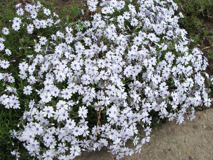 Phlox 3 culori / Phlox Subulata "Bavaria, Benita, G.F. Wilson, Fabulous Rose / - Gradina Noastra