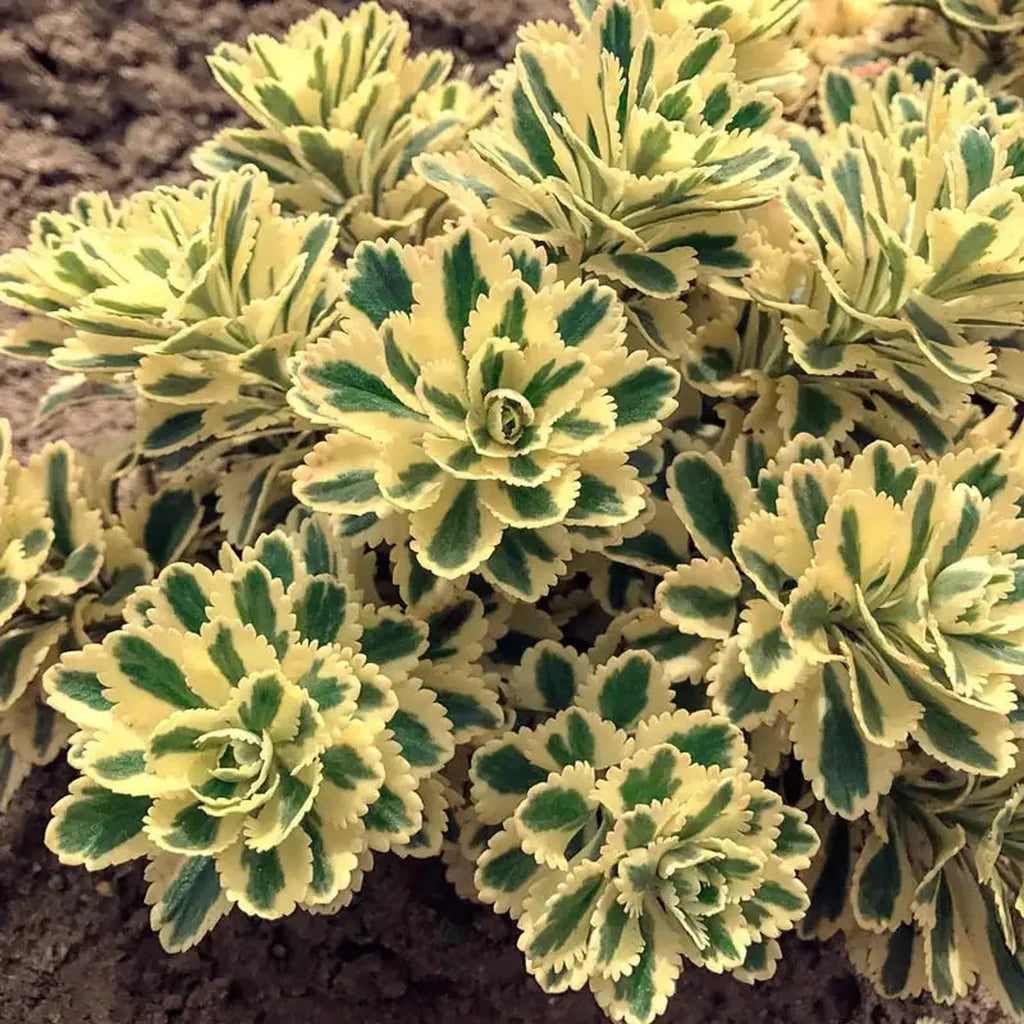 Iarba grasa "Atlantis"/ Sedum takesimense "Atlantis"/