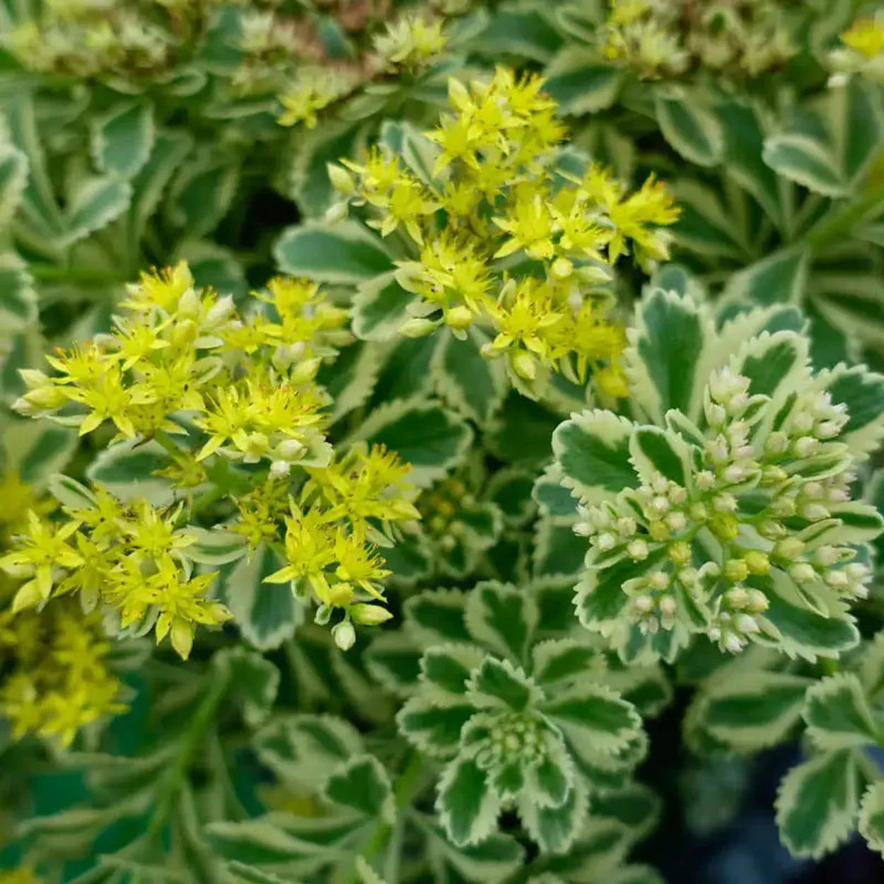 Iarba grasa "Atlantis"/ Sedum takesimense "Atlantis"/
