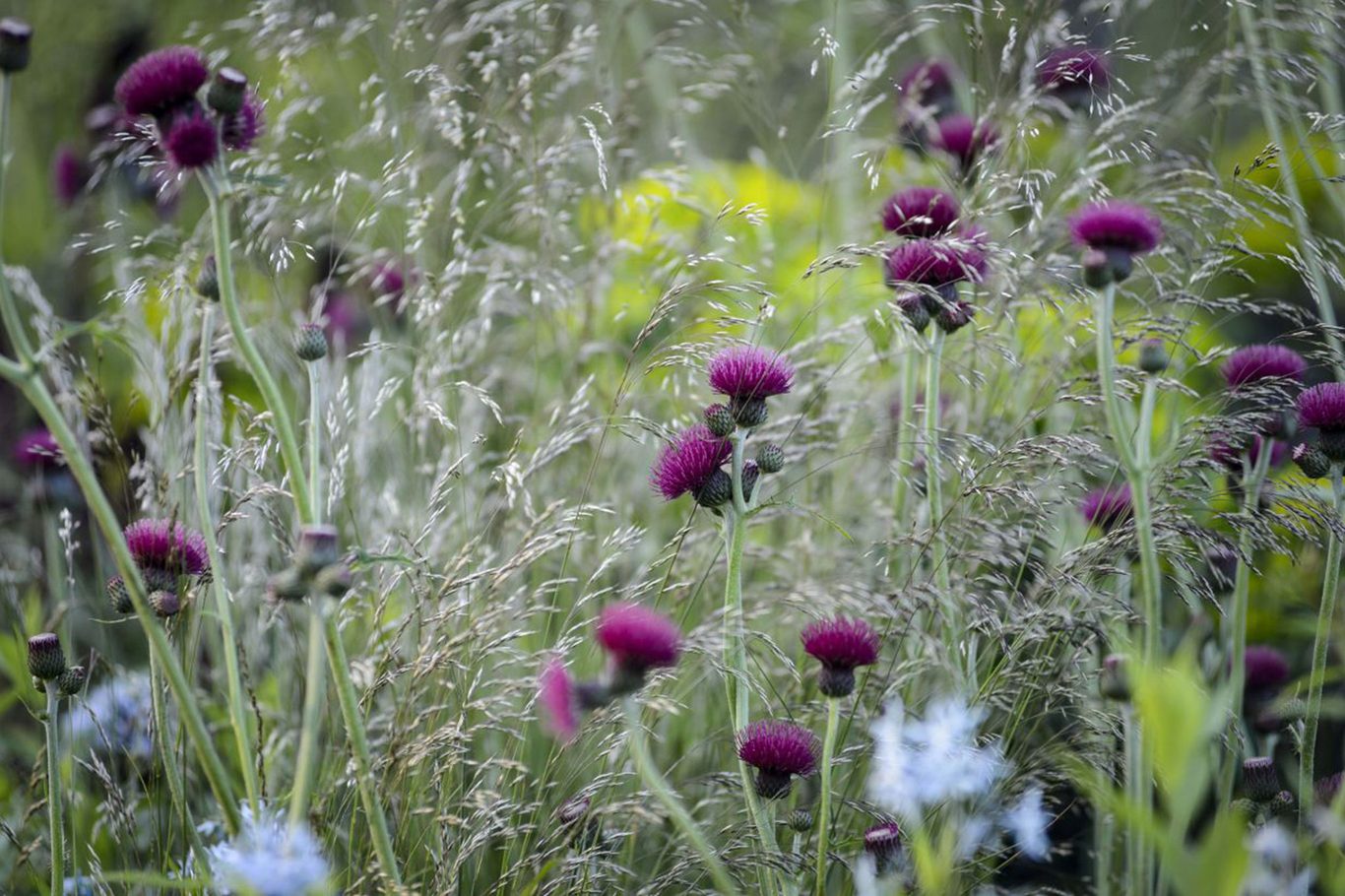 Cirsium rivulare "Trevor&
