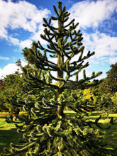 Pin Chilian - Araucaria / Araucaria araucana / - Gradina Noastra