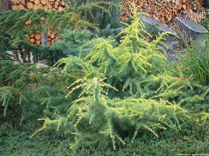 Cedru „Golden Horizon” tufa / Cedrus deodara „Golden Horizon”/
