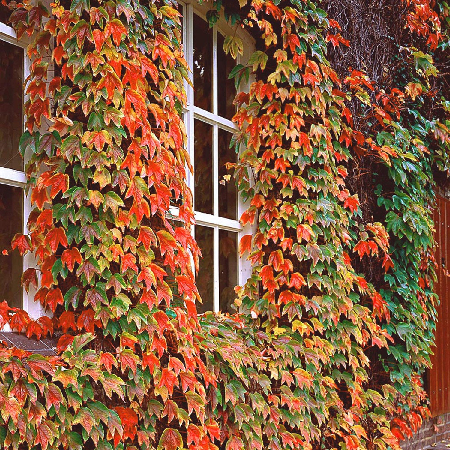 Viță de Canada 0.50 m / Parthenocissus mix /