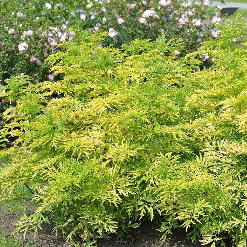 Soc Negru &quot;Golde Tower&quot; /Sambucus Nigra &quot;Golde Tower&quot; /Sambucus Nigra Arbust