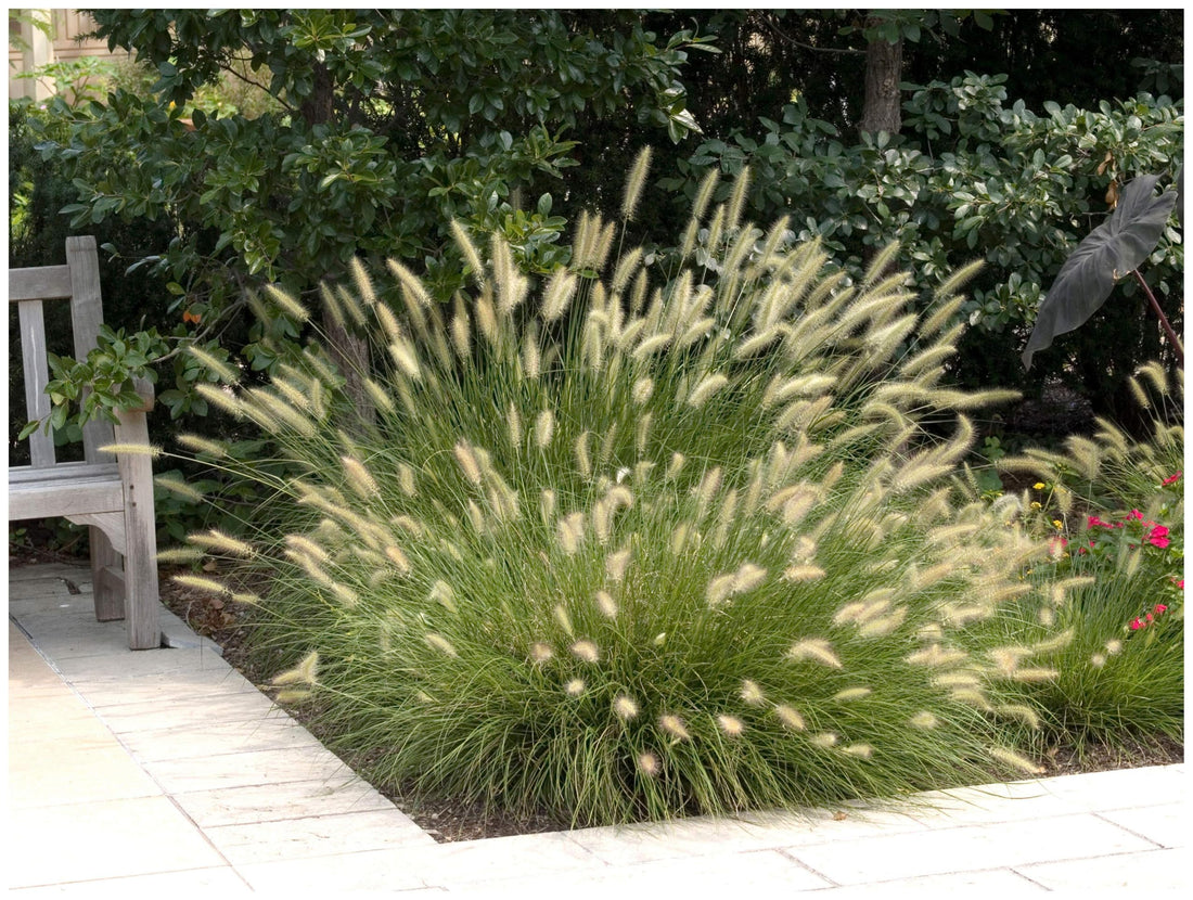 Pennisetum alopecuroides &quot;Hameln&quot; by gradina-noastra