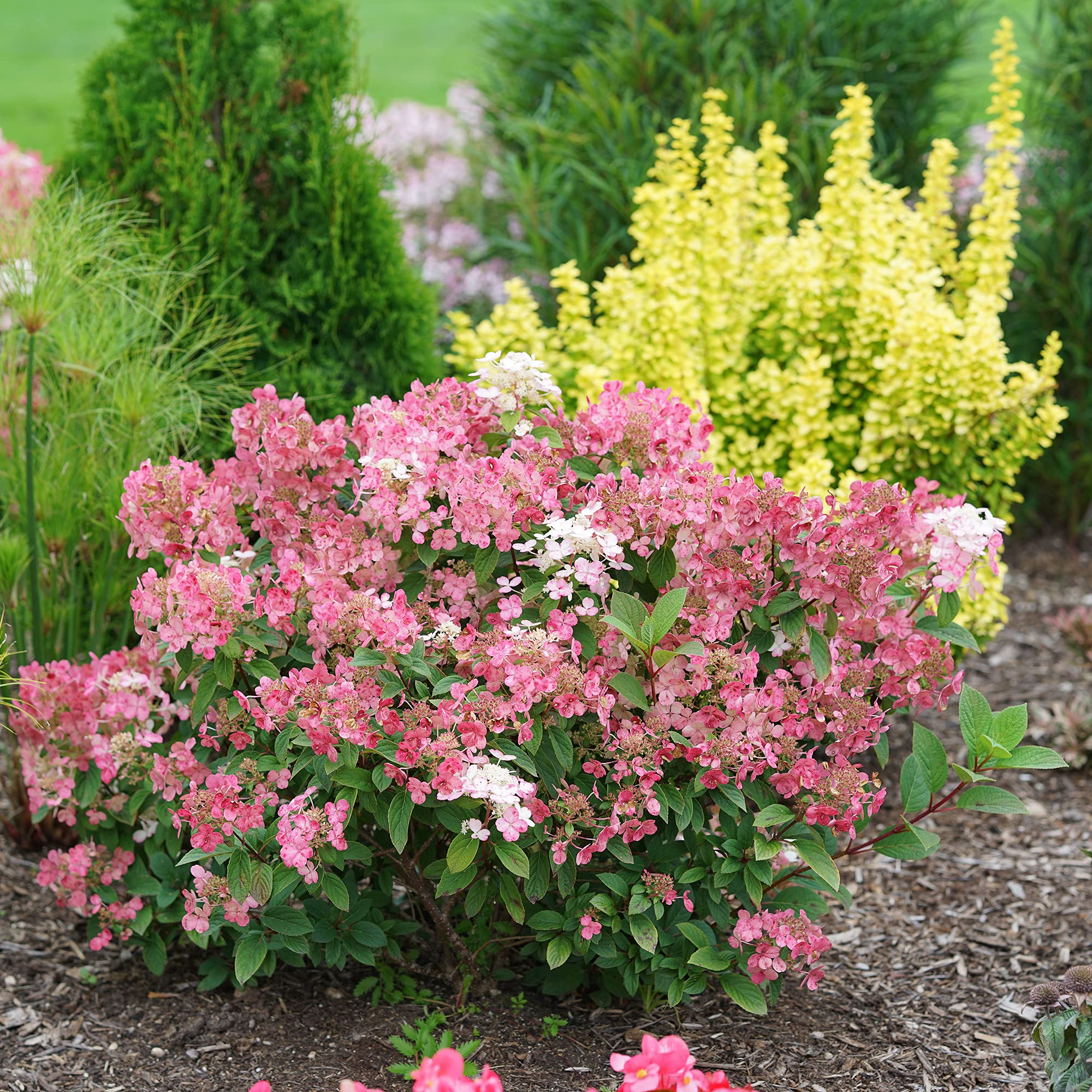 Hortensia paniculata "Little Quick Fire" / Hydrangea paniculata "Little Quick Fire" /