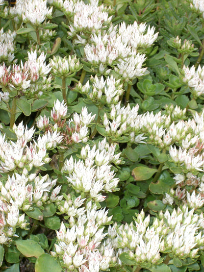 Iarba grasa &quot;Album Superbum&quot;0.10 - 0.20 m / Sedum spurium &quot;Album Superbum&quot;/