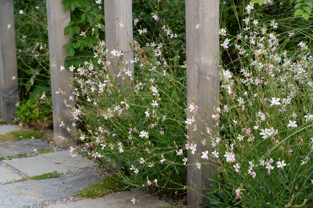 Gaura lindheimeri "Whirling Butterflies" by Gradina Noastra