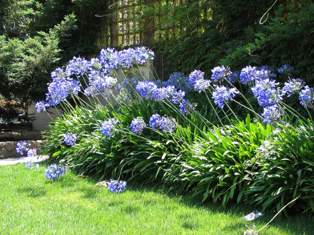 Agapanthus mix 0.10 - 0.20 m, flori albastre strălucitoare, ideale pentru grădinile tale, disponibile acum!