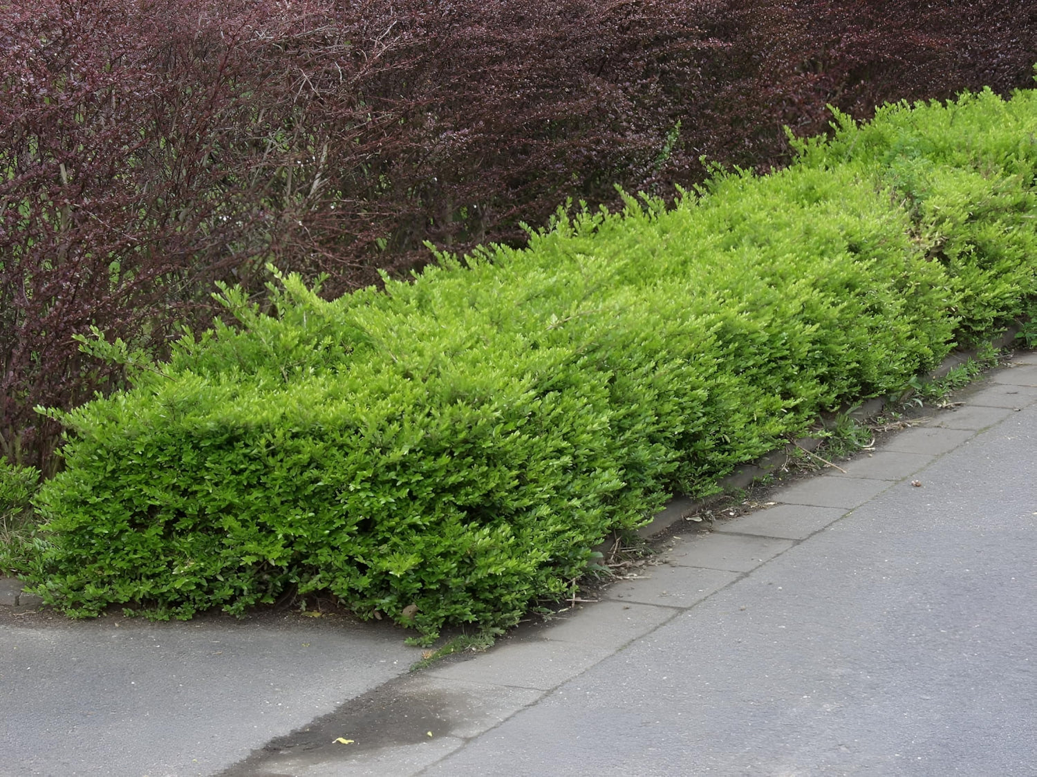 Caprifoi tarator „Maigrun” / Lonicera nitida "Maigruen" /