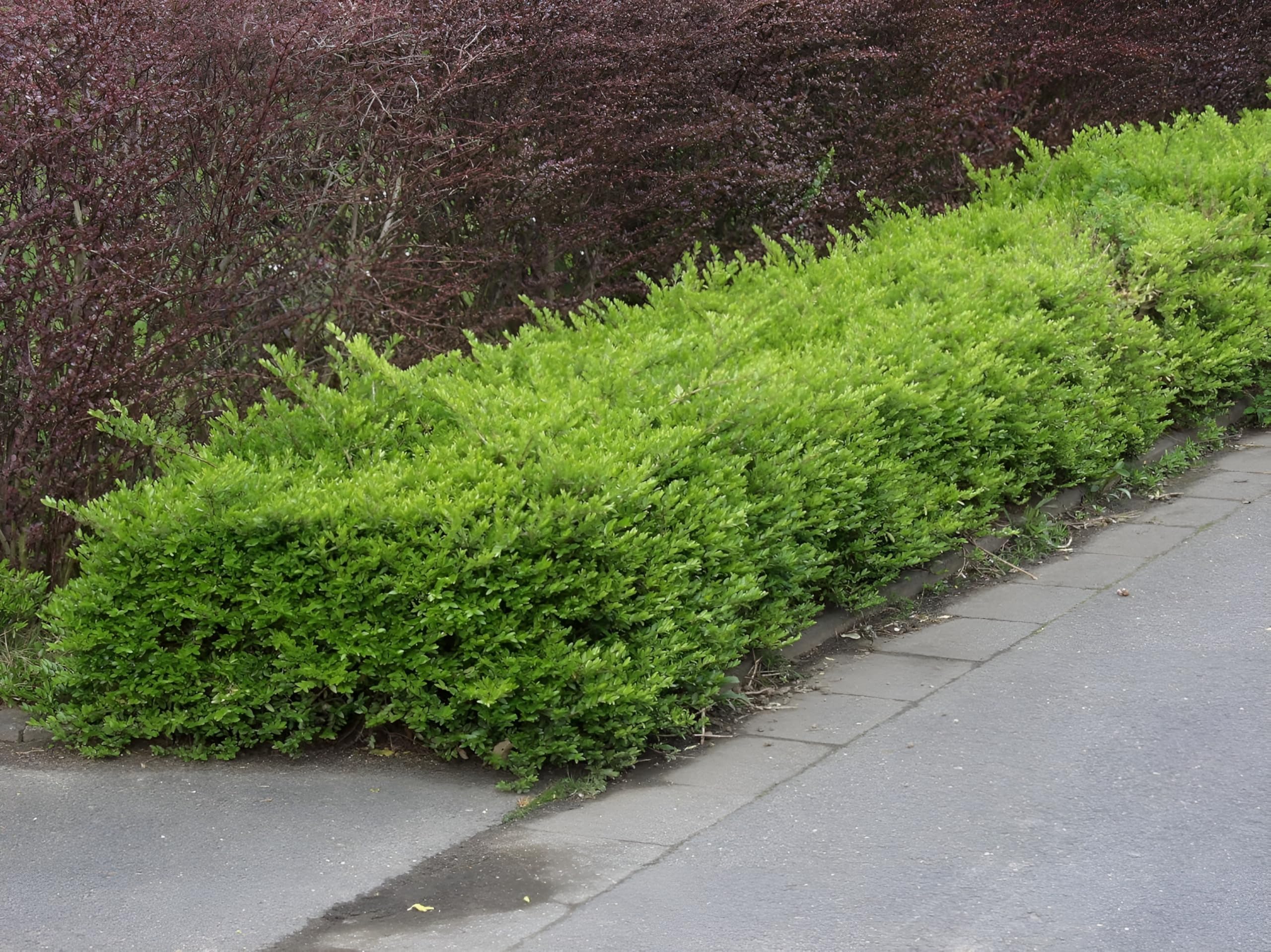 Caprifoi tarator „Maigrun” / Lonicera nitida "Maigruen" /