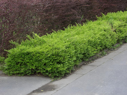 Caprifoi tarator „Maigrun” / Lonicera nitida "Maigruen" /