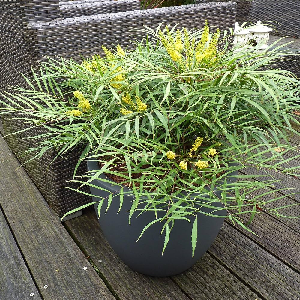 Mahonie "Soft Caress" 0.20 - 0.40 m / Mahonia eurybracteata "Soft Caress" / by gradina-noastra