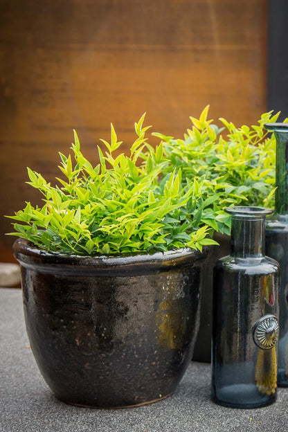 Bambus sfant " Magical " / Nandina domestica "Magical"/