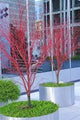 Artar japonez 'Sango Kaku'' 1.70 - 2.00 m / Acer palmatum ''Sango Kaku''/