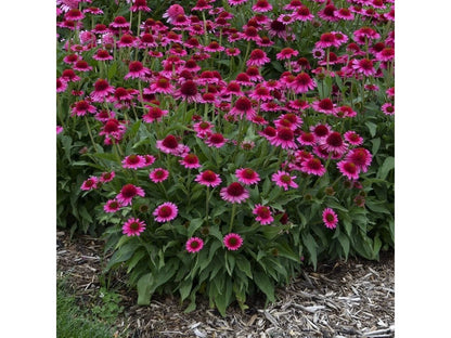 Echinacea purpurea &