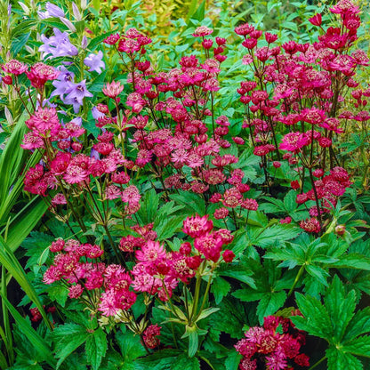 Astrantia major mix / Astrantia ‘Burgundy Manor’’, Astrantia ‘Claret’ , Astrantia ‘Pink Pride’ - Gradina Noastra