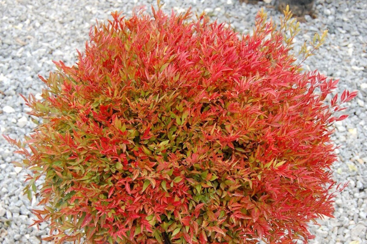 Bambus sfant " Moon Bay" / Nandina domestica "Moon Bay"/ - Gradina Noastra