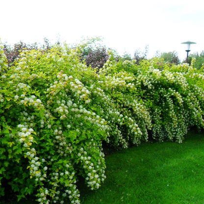 Physocarpus "Dart&