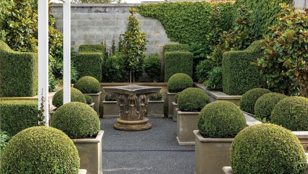 Buxus "Faulkner" minge / Buxus microphylla"Faulkner"/