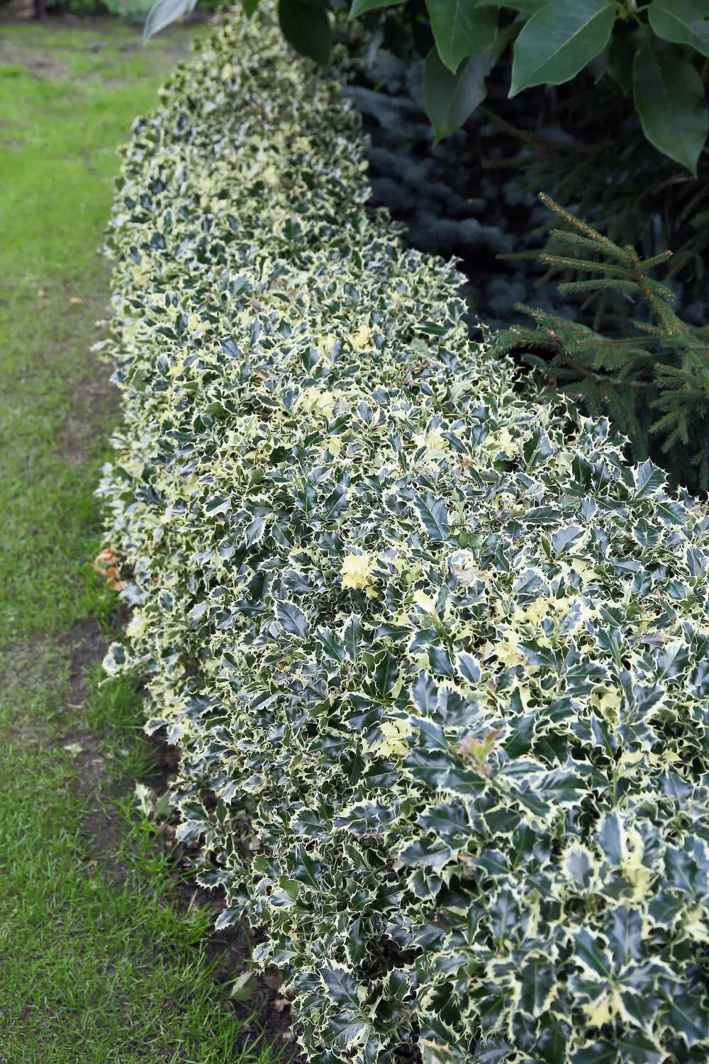 Laur sfant „Argenteomarginata” tufa / Ilex aquifolium "Argenteomarginata"/