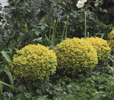 Lemn cainesc auriu pomisor / Ligustrum "Ovalifolium Aureum " - Gradina Noastra